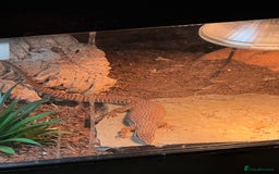 Monitor reptiles for sale: Ackie Monitor For Sale  - Image 2