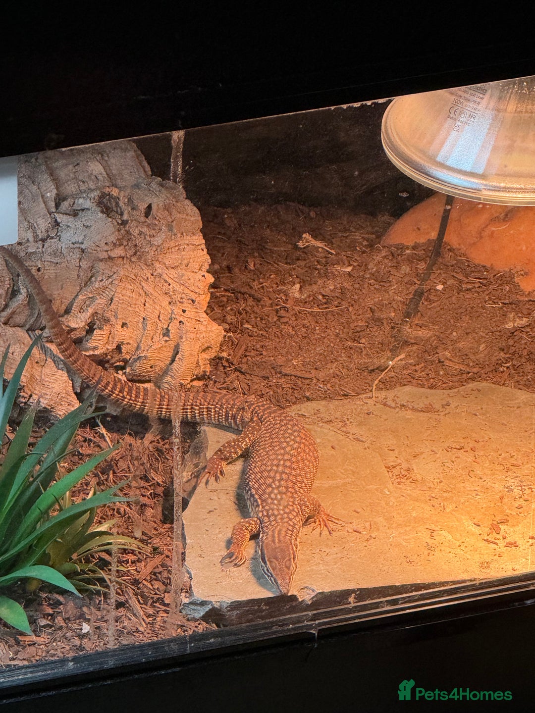 Monitor reptiles for sale: Ackie Monitor For Sale  - Image 2