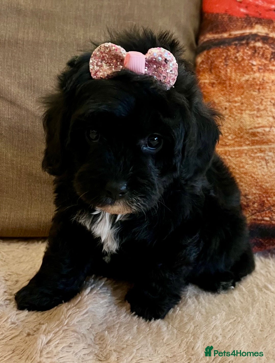 Cavapoo dogs for sale: TOY Fluffy Cavapoo’s From Health Tested Parents - Image 10