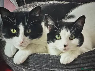 British Shorthair cats Beautiful Mother and Son up for rehoming! - Advert 5