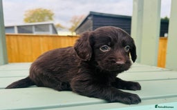 Labradoodle dogs for sale: Chocolate Merle Labradoodle Babies 🐾🐾🐾 - Advert 10