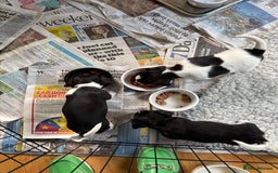 Mixed Breed dogs for sale: Cavajacks - Image 6