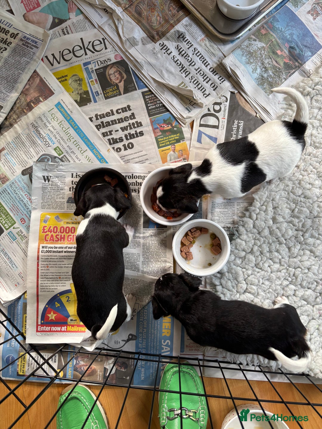 Mixed Breed dogs for sale: Cavajacks - Image 6