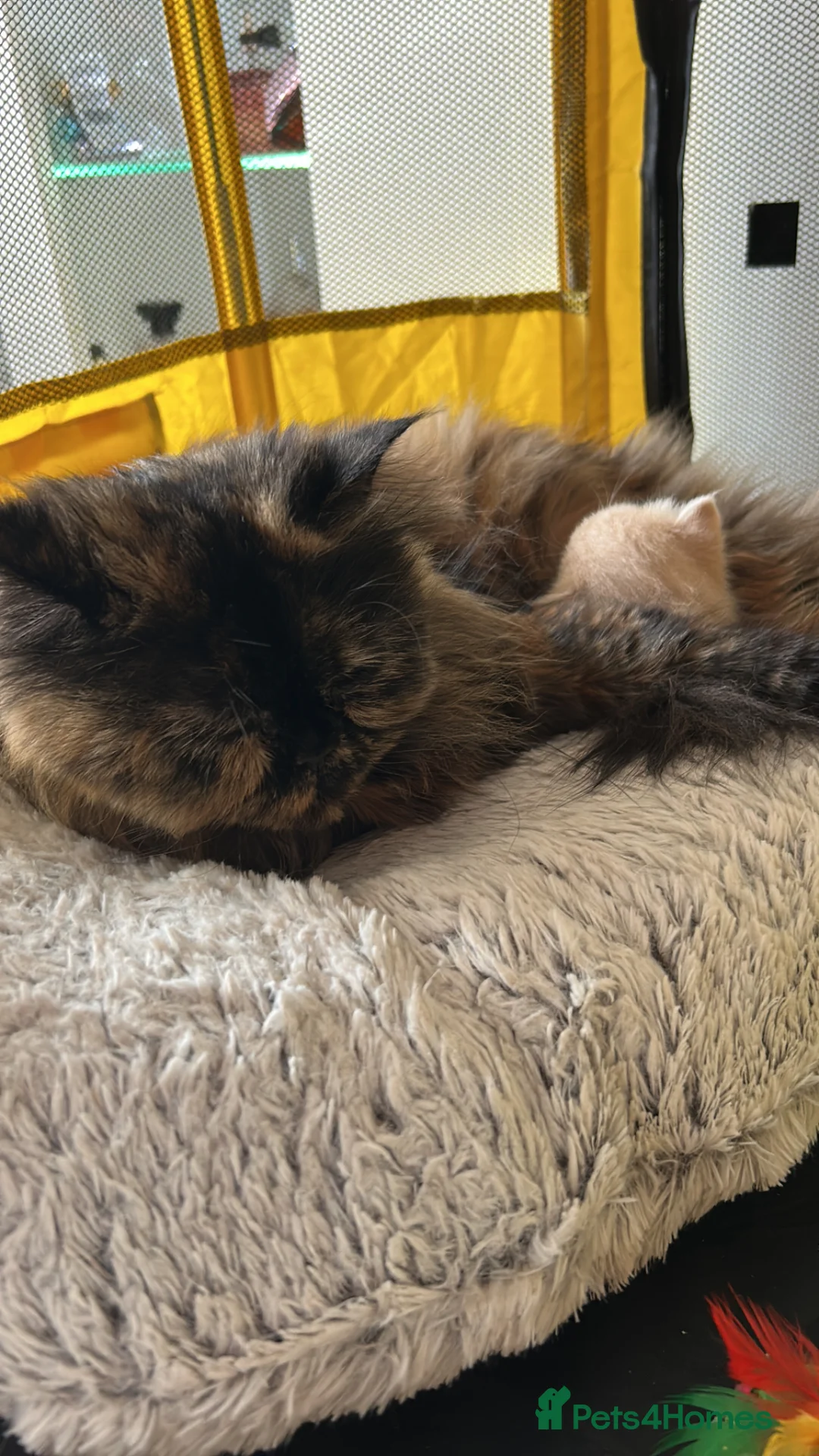 Persian cats for sale: Persian x Siamese kitten in Liverpool - Advert 7