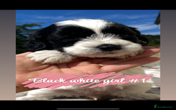 Cockapoo dogs for sale: Adorable cockerpoos  - Image 4