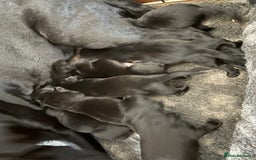 Labrador Retriever dogs for sale: Beautiful black Labrador pups - Image 5
