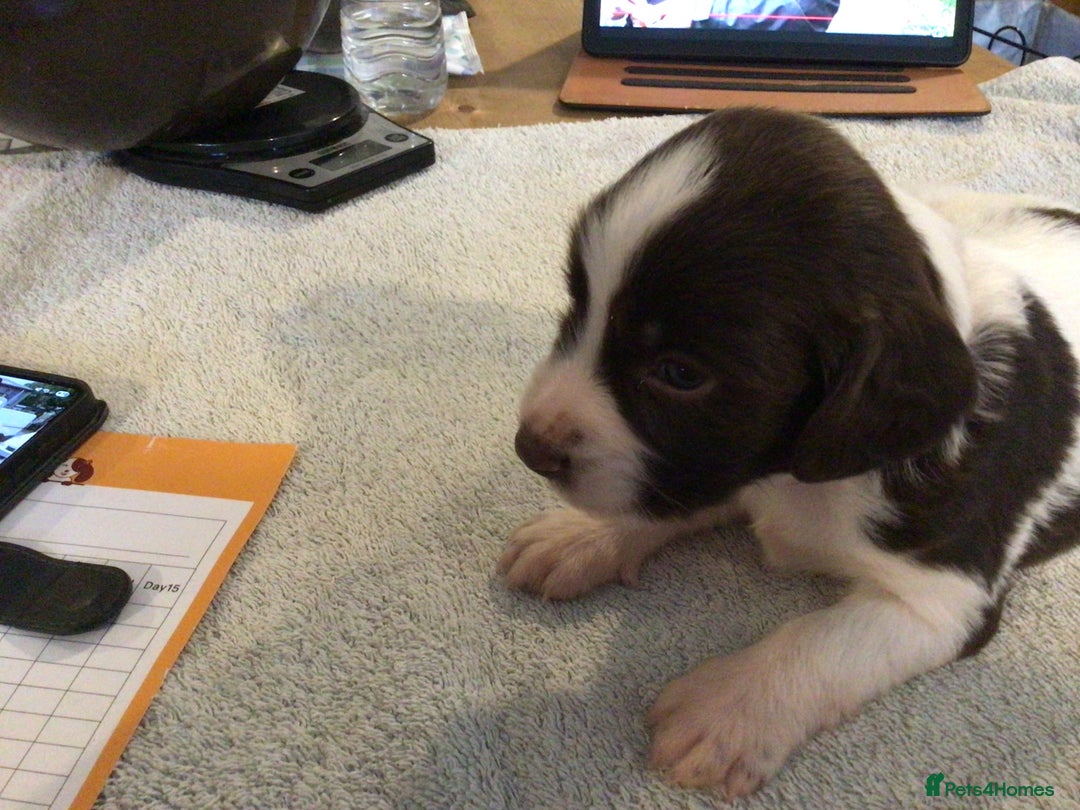 English Springer Spaniel dogs for sale: English Springer Spaniel Puppies KC Registered - Image 8