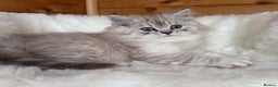 RagaMuffin cats for sale: AUTHENTIC RAGAMUFFIN KITTENS  - Advert 7