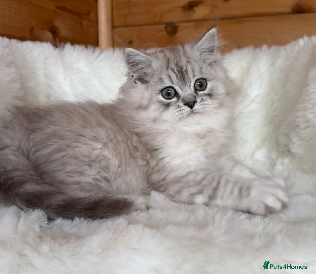 RagaMuffin cats for sale: AUTHENTIC RAGAMUFFIN KITTENS  - Advert 7