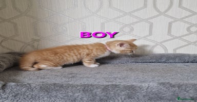 British Shorthair cats - Advert 5