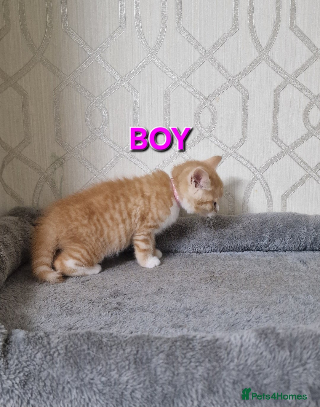Mixed Breed cats for sale: Gorgeous British Shorthair Kittens for SALE - Advert 2