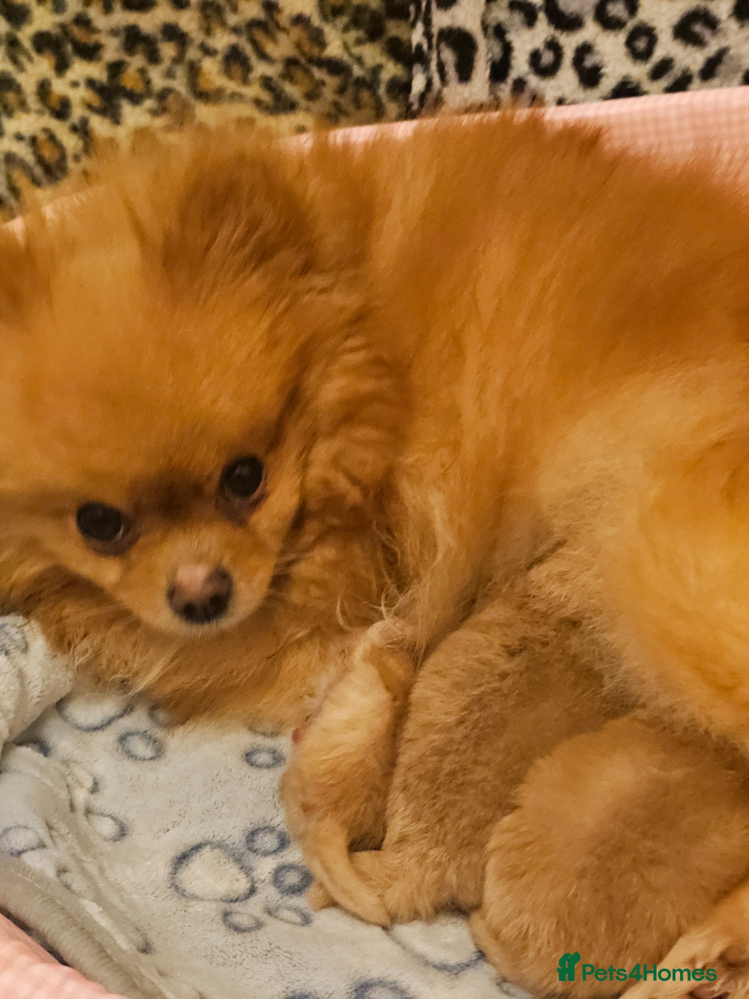 Pomeranian dogs for sale: Pom puppies - Advert 1
