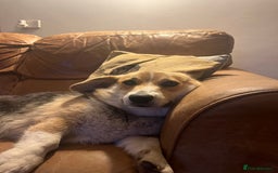 Welsh Corgi Pembroke dogs for sale: KC Registered Cuties! Pembrokeshire Corgi Puppies - Image 16