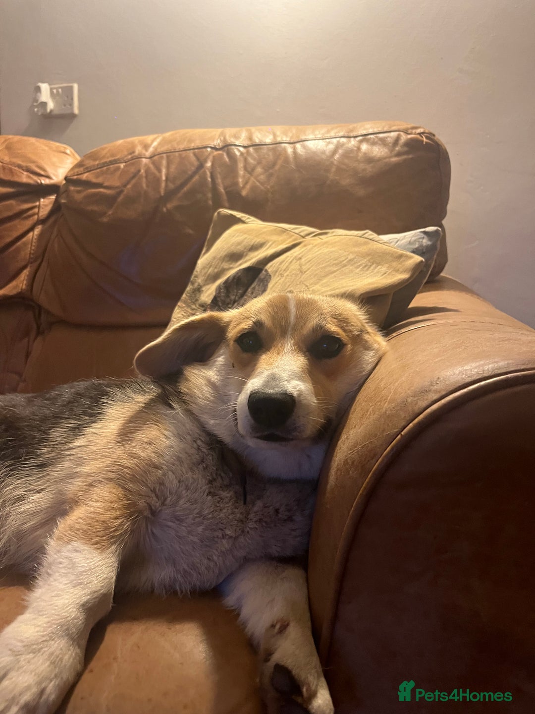 Welsh Corgi Pembroke dogs for sale: KC Registered Cuties! Pembrokeshire Corgi Puppies - Image 16