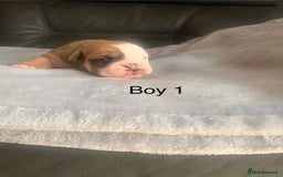 English Bulldog dogs for sale: Kc reg English bulldog puppies 🏴󠁧󠁢󠁥󠁮󠁧󠁿 - Image 5