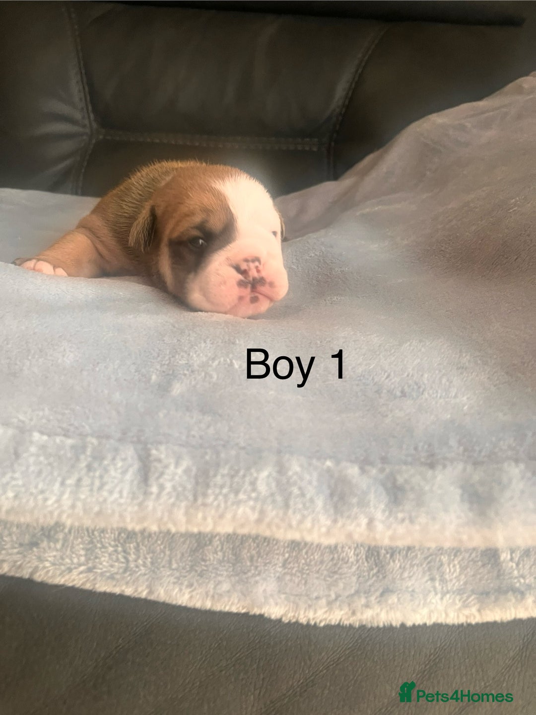 English Bulldog dogs for sale: Kc reg English bulldog puppies 🏴󠁧󠁢󠁥󠁮󠁧󠁿 - Image 5