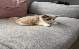 Ragdoll cats for sale: 2 ragdoll kittens - Image 5