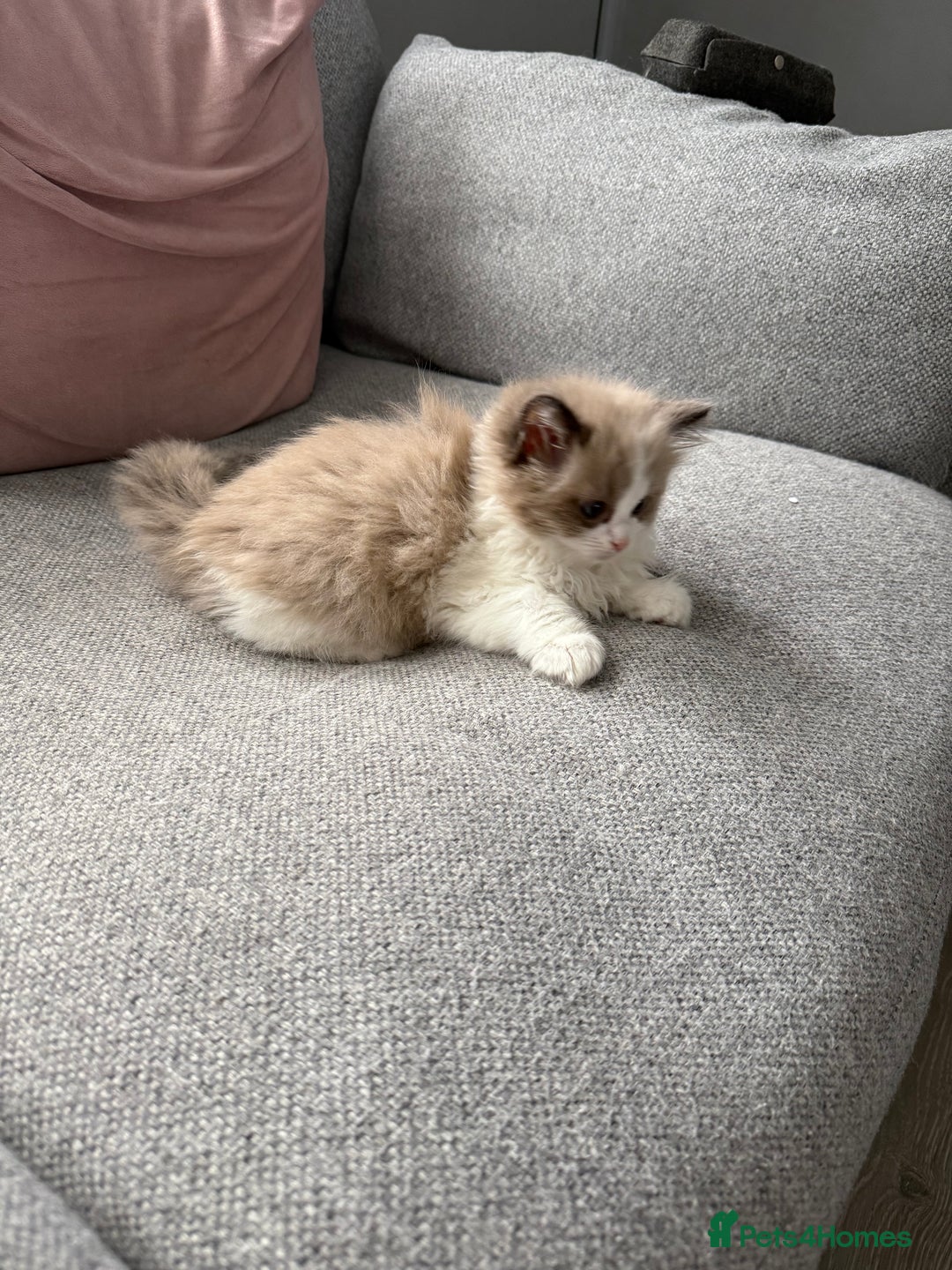 Ragdoll cats for sale: 2 ragdoll kittens - Image 5
