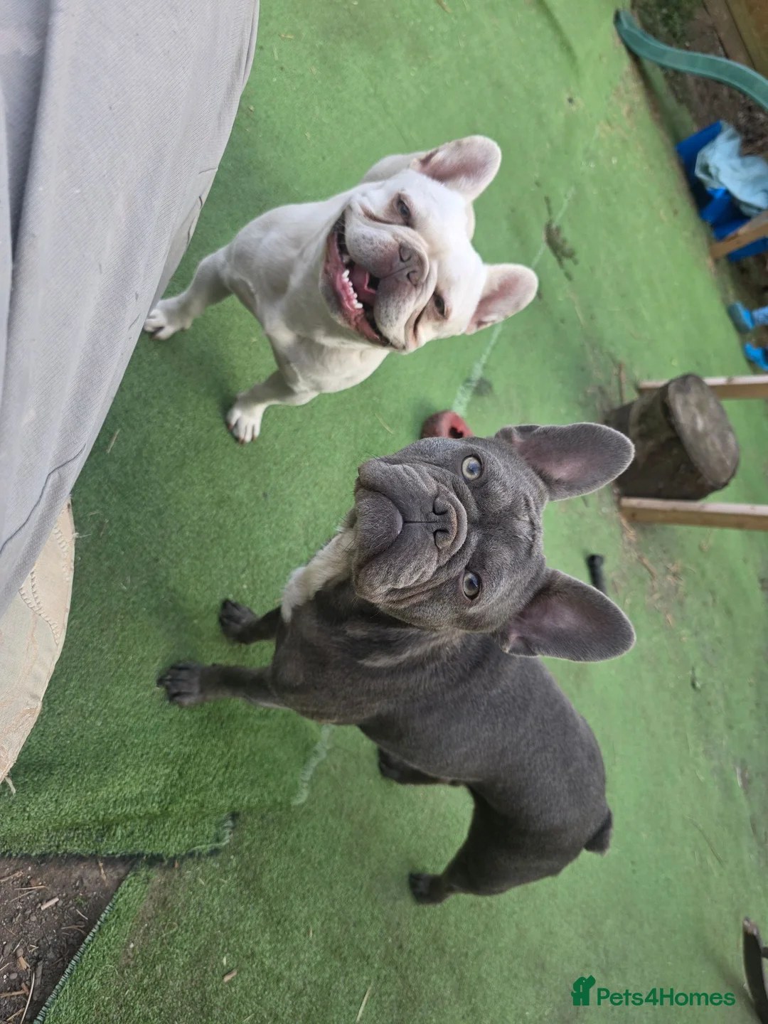French Bulldog dogs for sale: French Bulldog Puppies, 1 Boy💙 and 2 Girls🩷🩷 - Advert 2