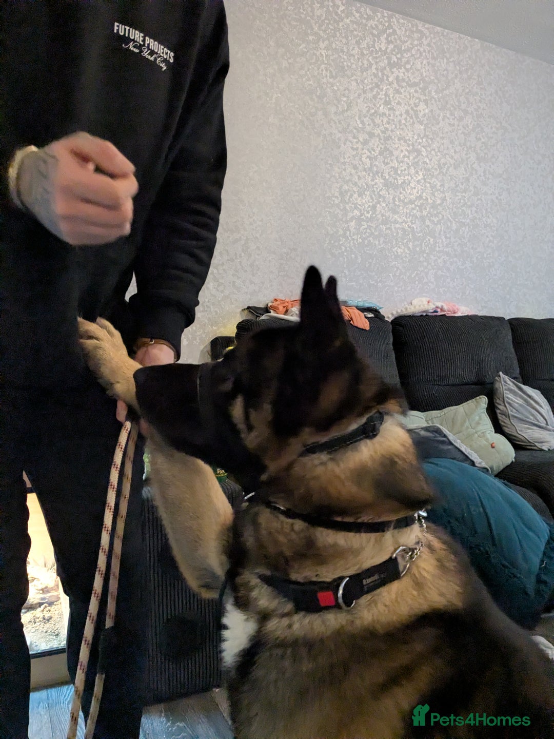 Mixed Breed dogs for sale: GSD Mix Adult Male – Needs Experienced, Adult-Only - Advert 4