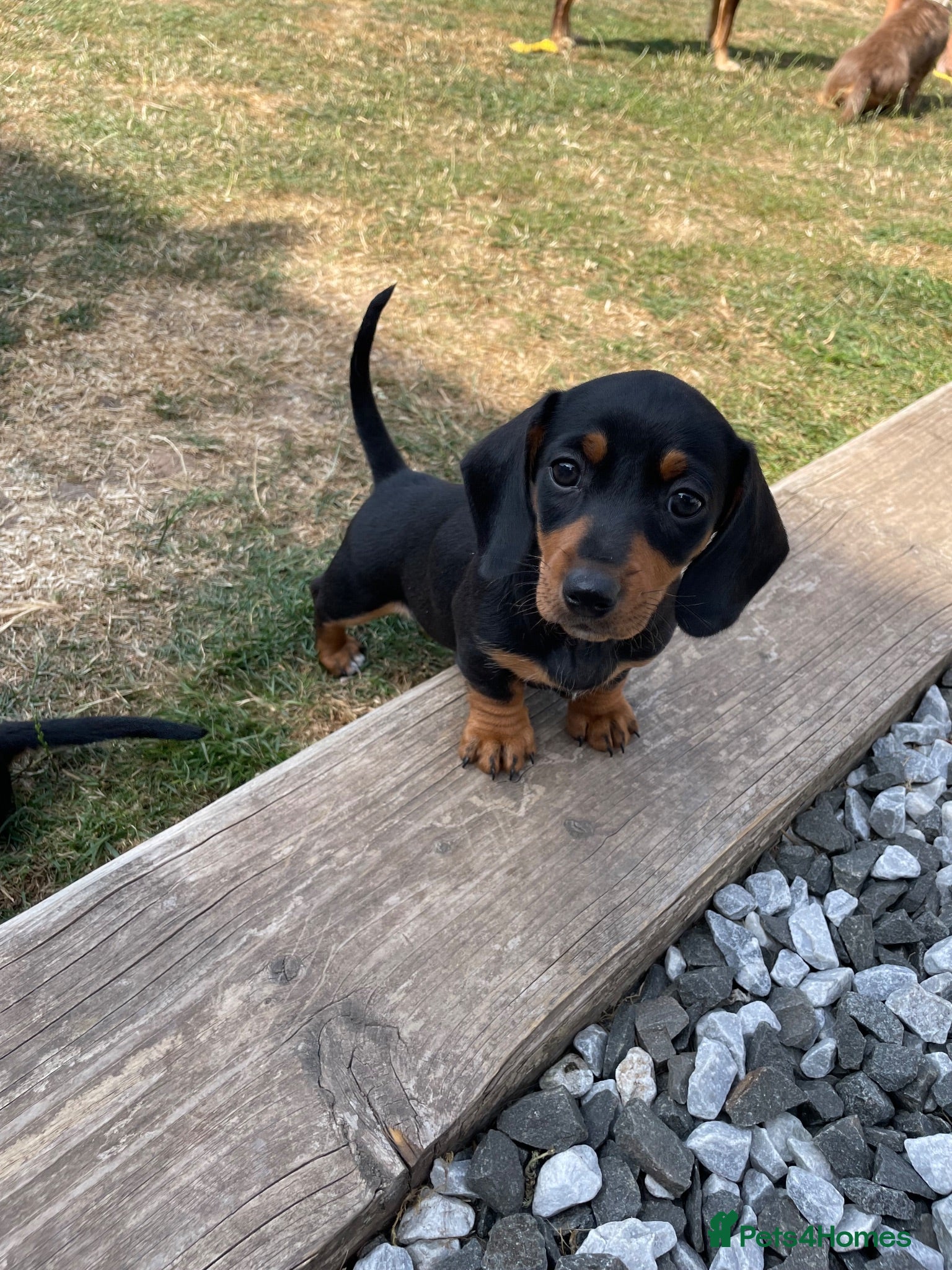 Miniature Dachshund dogs Miniature Dachshund Puppies - Stunning Litter - Advert 2