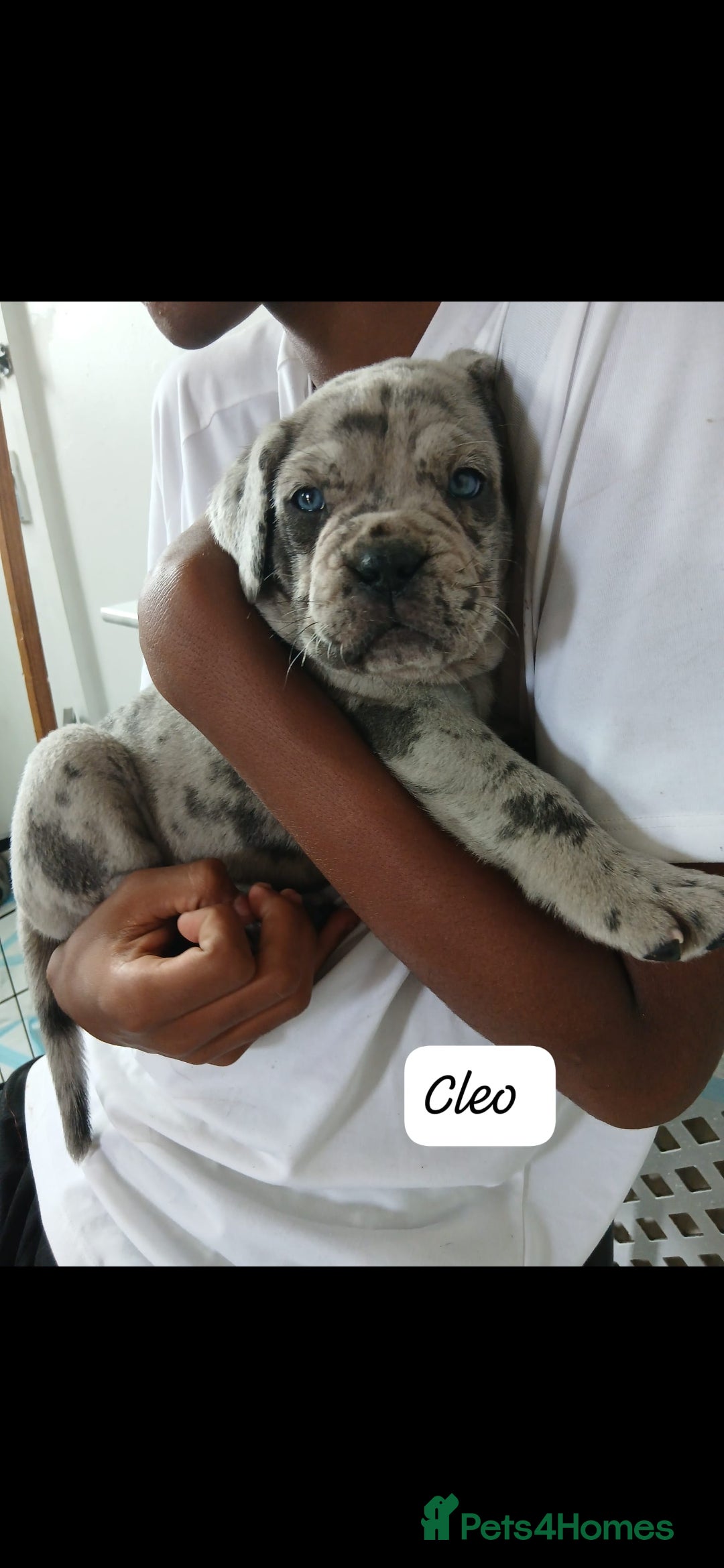 Mixed Breed dogs for sale: Beautiful Molesser Mastiff pups - Image 26