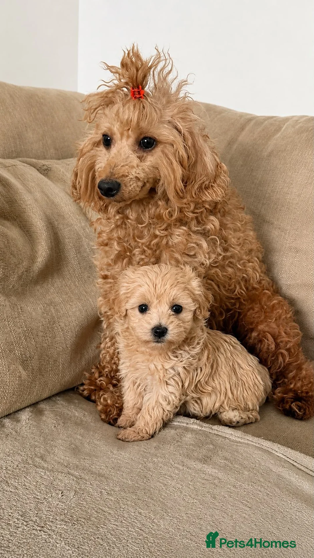 Maltipoo dogs for sale: Beautiful Maltipoo puppy girl - Advert 8