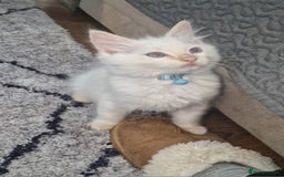 Ragdoll cats for sale: Beautiful Ragdoll Kitten  - Image 5