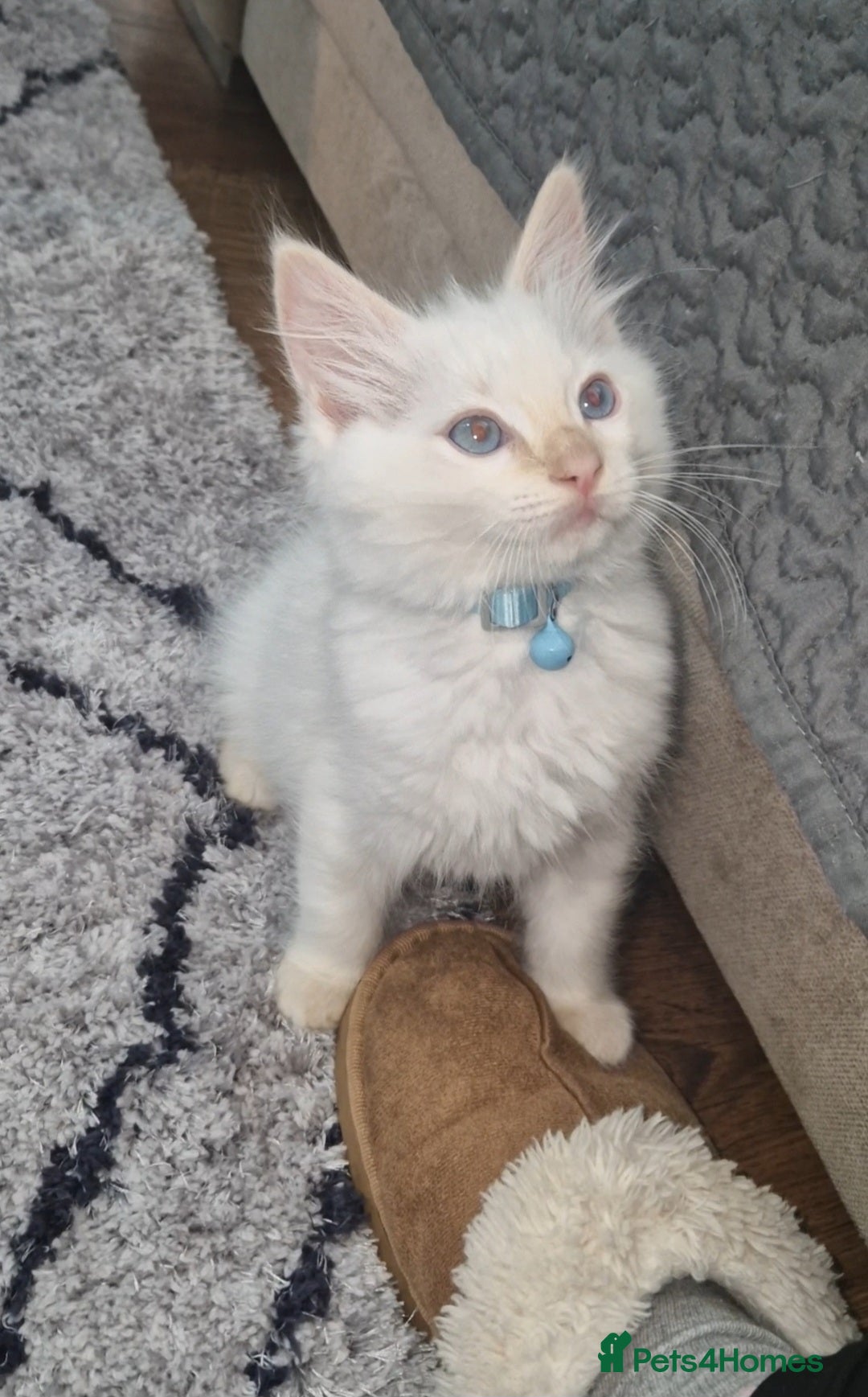 Ragdoll cats for sale: Beautiful Ragdoll Kitten  - Image 5
