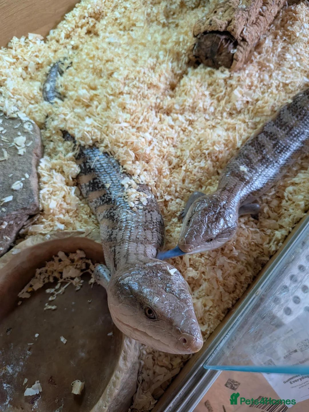 Skink reptiles for sale: Blue tongue skink babies  - Advert 6