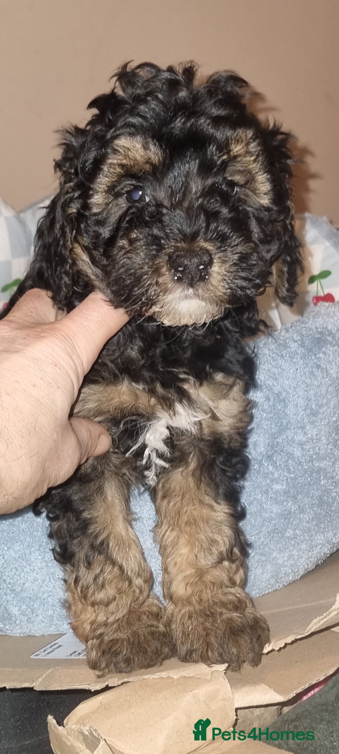 Westiepoo dogs for sale: WESTIEPOOS MAGiCAL X's SUPER SMOOTH SILKY n SOFT - Advert 4