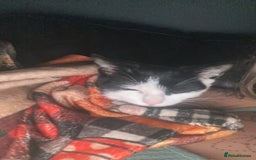 Mixed Breed cats for sale: Kiara    ( f r e e to a good home ) - Image 3