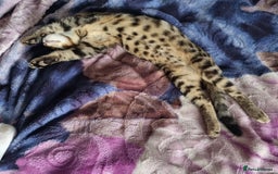 Bengal cats for sale: Bengal X - Image 3