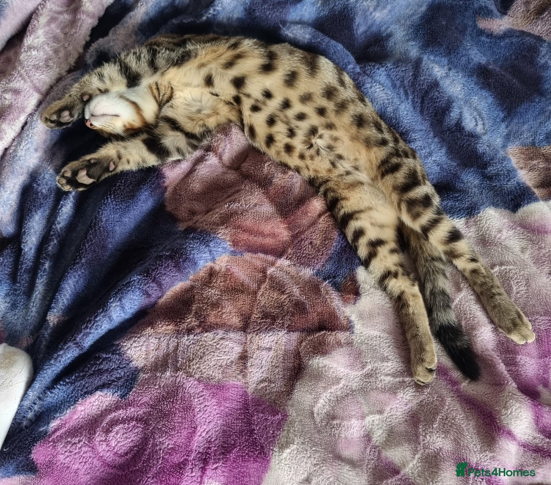 Bengal cats for sale: Bengal X - Image 3