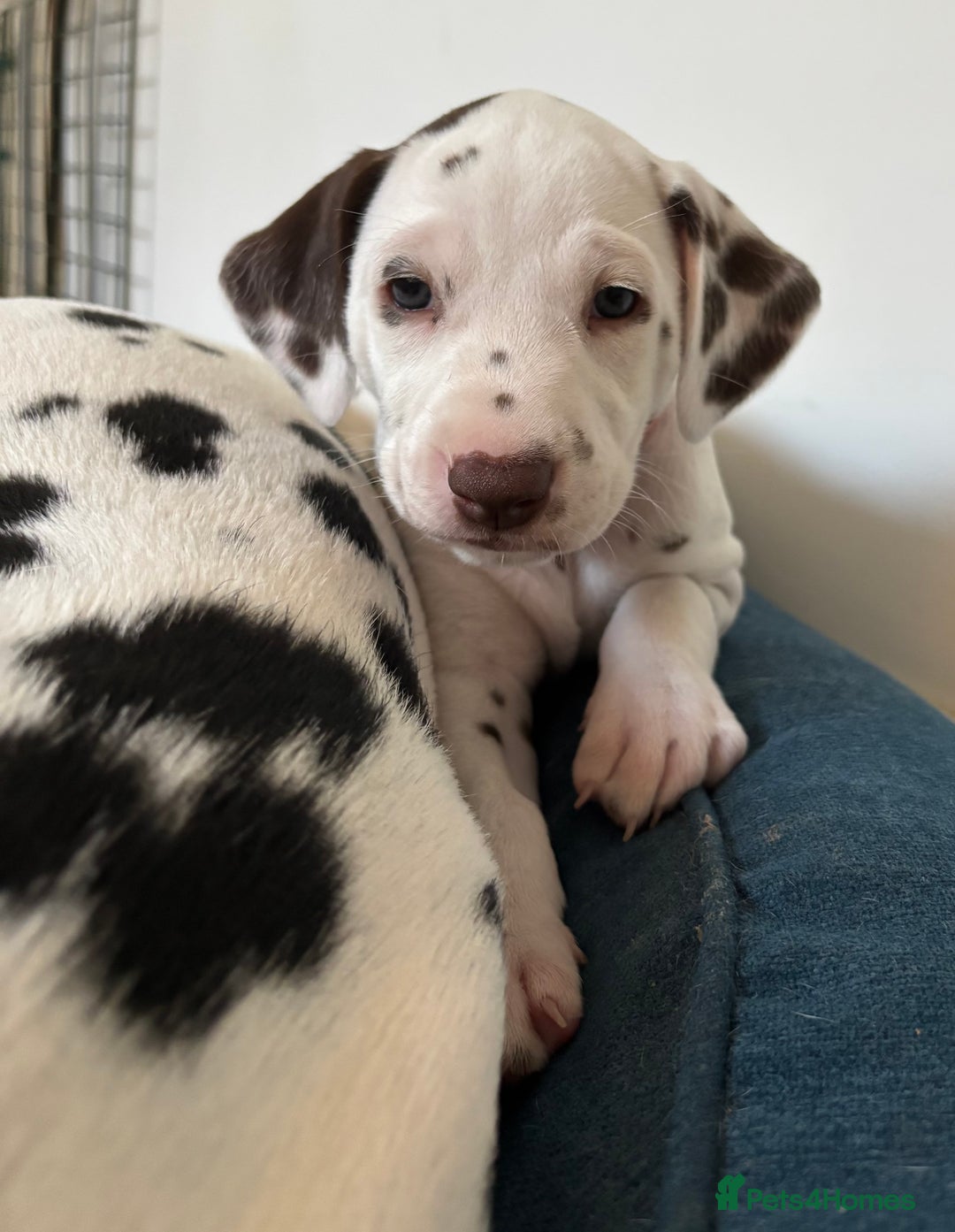 Dalmatian dogs for sale: Stunning mixed litter of Dalmatians  - Image 13