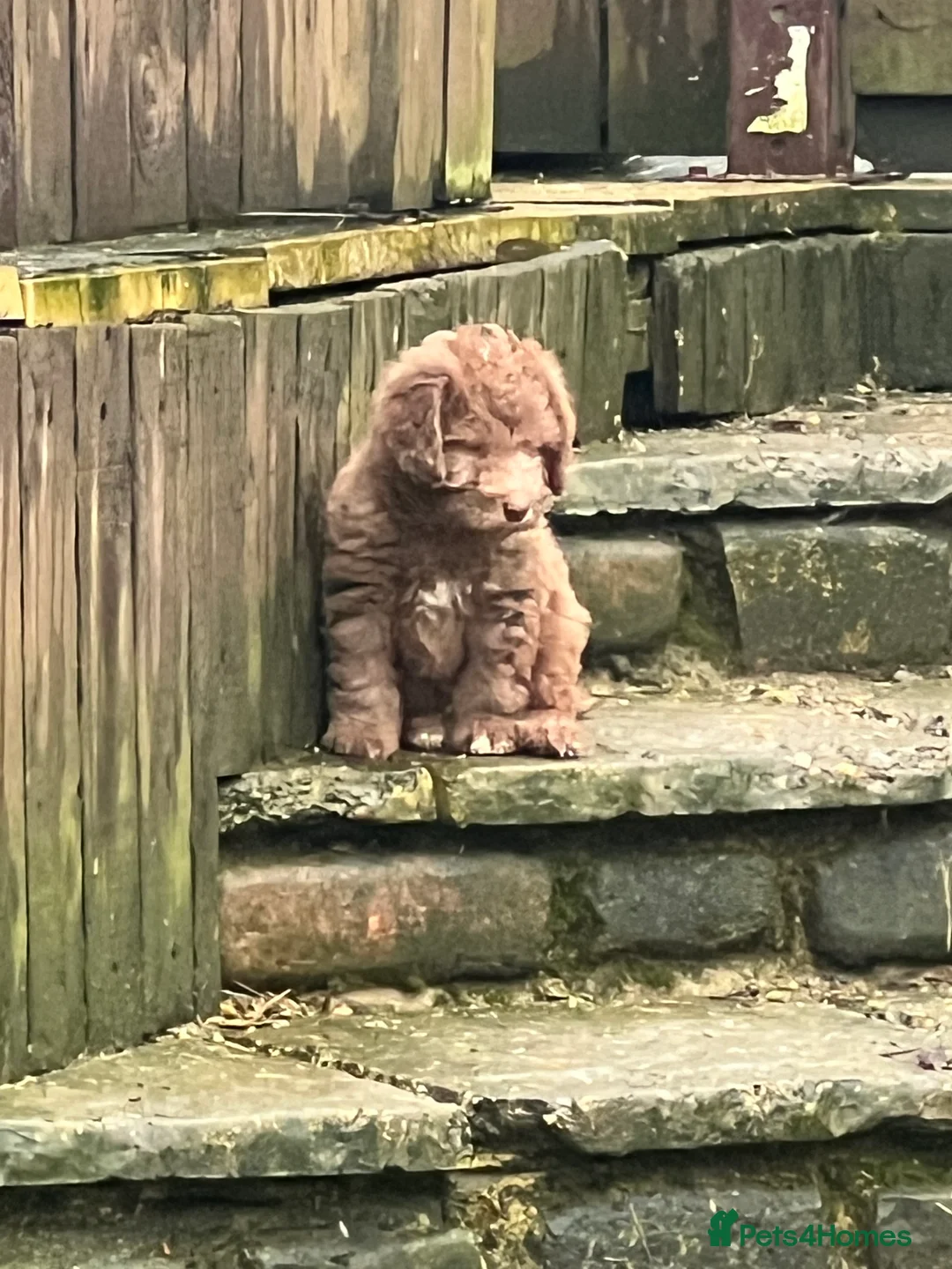 Bedlington Terrier dogs for sale: Bedlington terrier puppies ☺️ - Advert 6