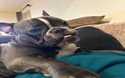 French Bulldog dogs for stud: Handsome Male Frenchie First Time Stud - Image 5