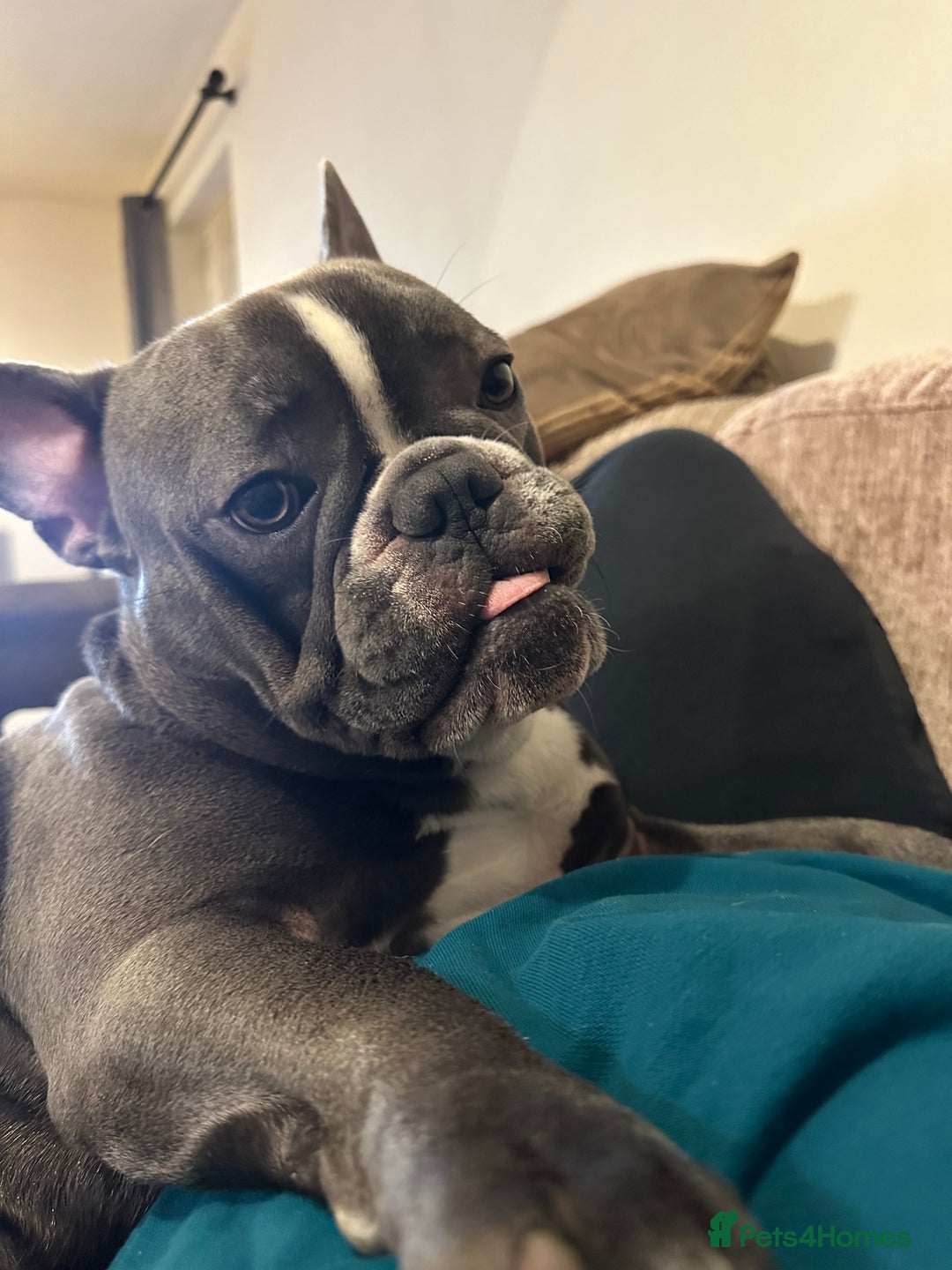 French Bulldog dogs for stud: Handsome Male Frenchie First Time Stud - Image 5