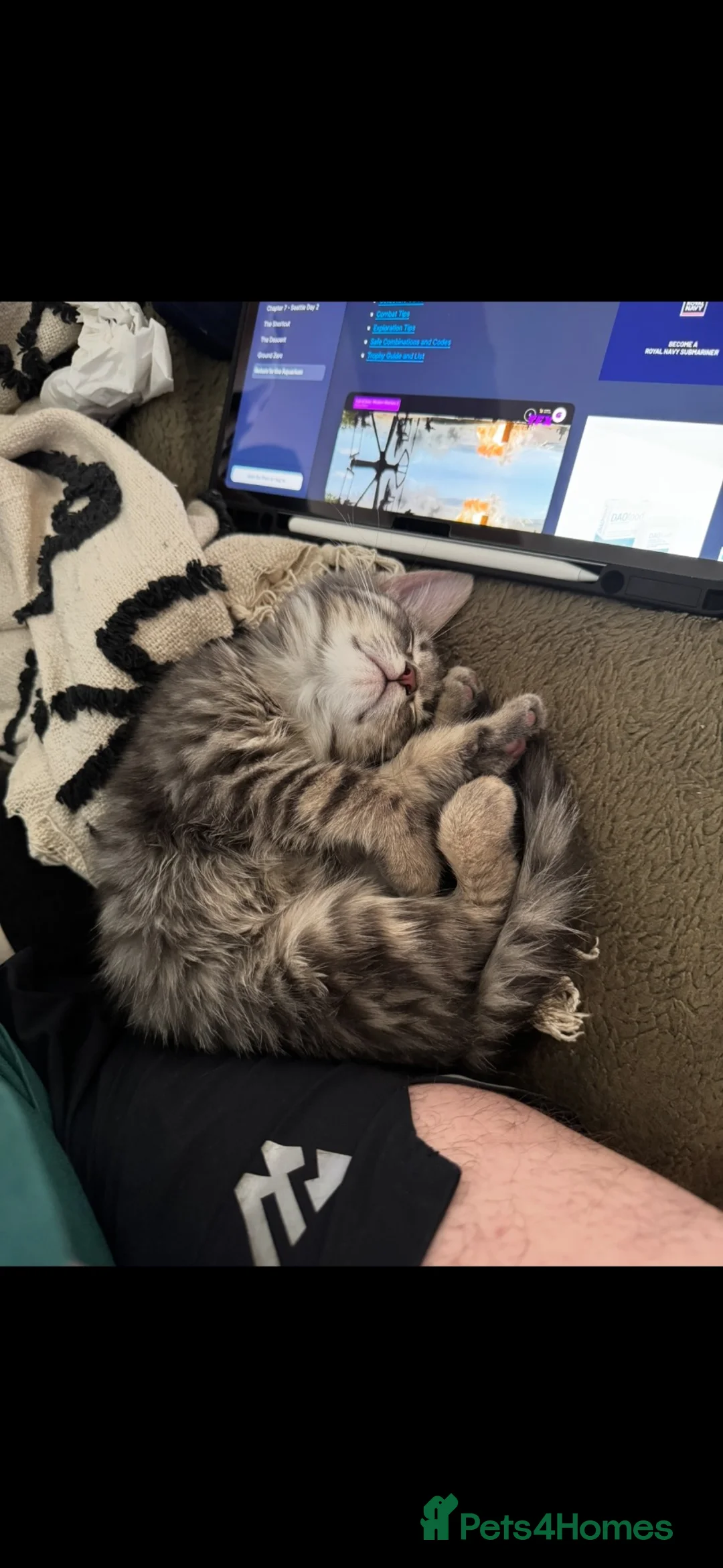 Mixed Breed cats for sale: Bruce — Professional Cuddle & Food Expert in Dunfermline - Advert 8