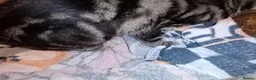 Bengal cats for sale: Female Bengal cat 12 months old - Advert 10