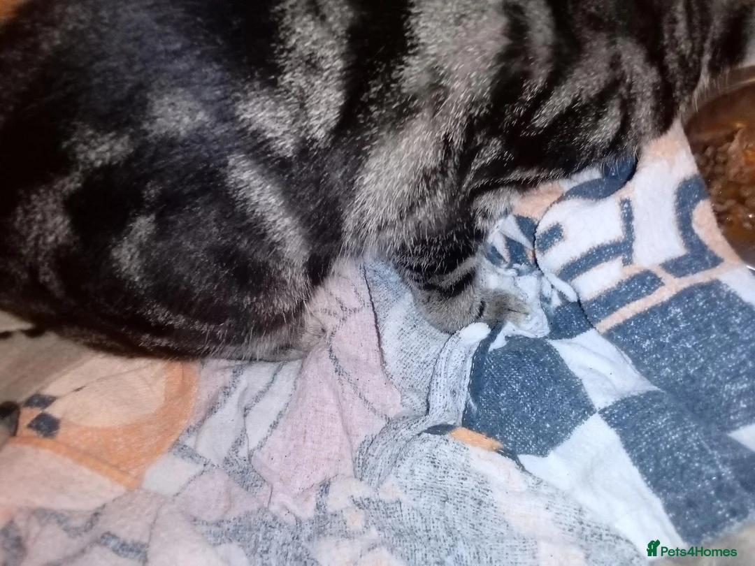Bengal cats for sale: Female Bengal cat 12 months old - Advert 10