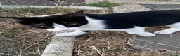 Mixed Breed cats for sale: 2 Adorable Kittens in Hornchurch - Advert 4