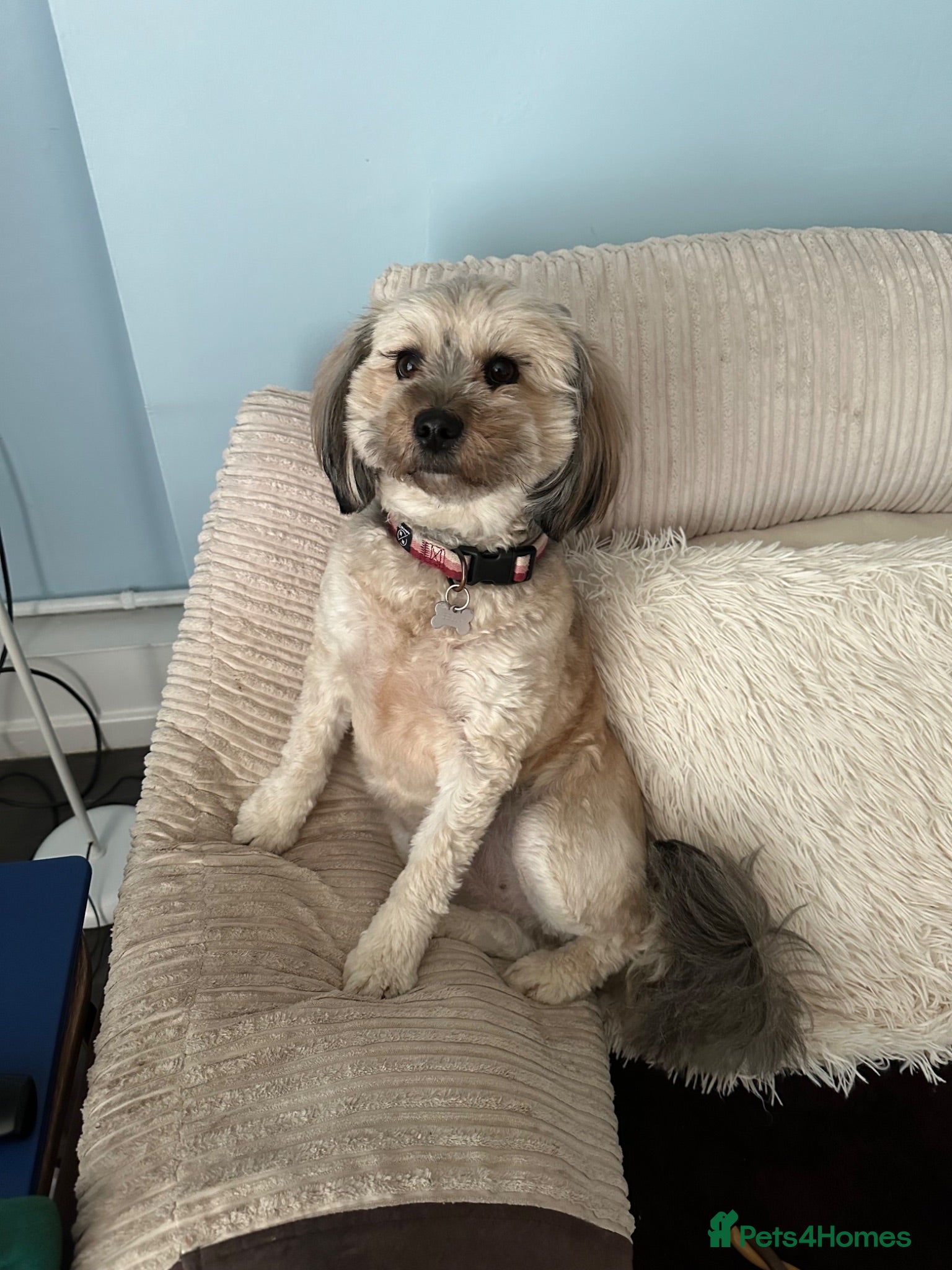 Mixed Breed dogs 2 year old Shipoo looking for a loving home - Advert 1