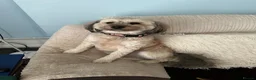Mixed Breed dogs for sale: 2 year old Shipoo looking for a loving home - Advert 1