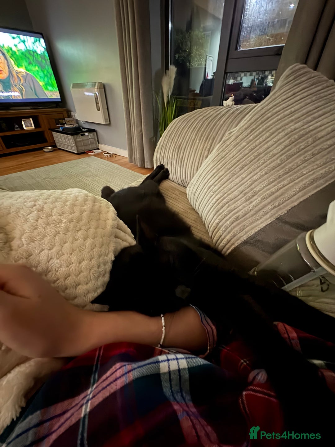 Domestic Shorthair cats for sale: 1 Year Old Male Cat - Advert 3