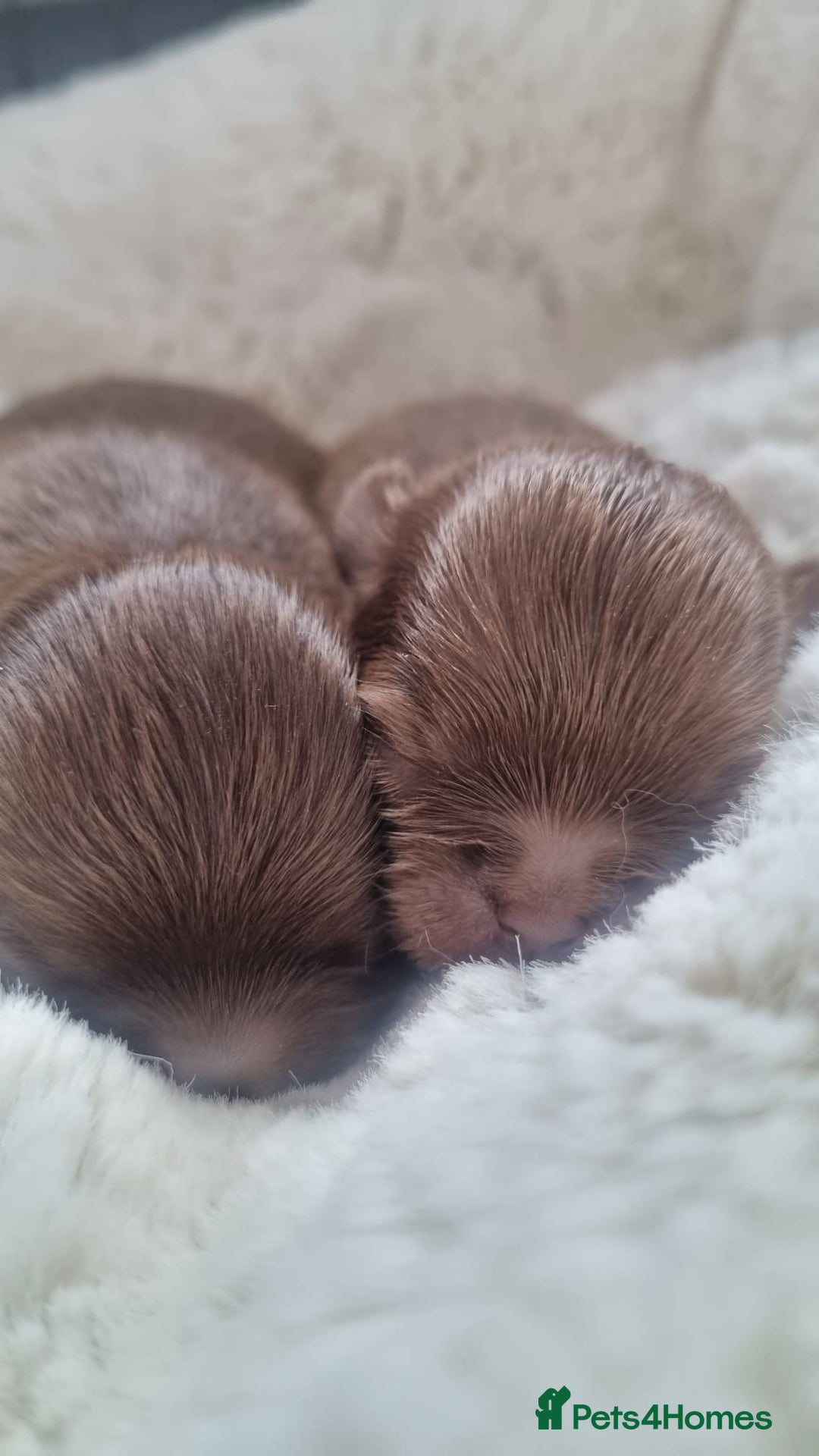 Chihuahua dogs for sale: Beautiful chocolate long coat chihuahuas - Image 12