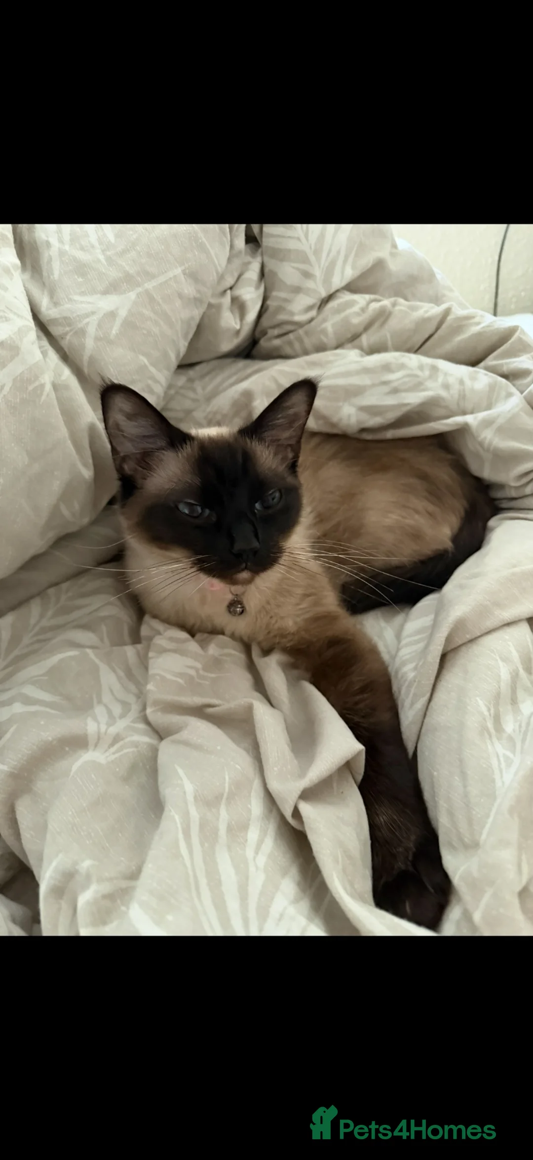 Ragdoll cats for sale: Tinker the ragdoll - Advert 4