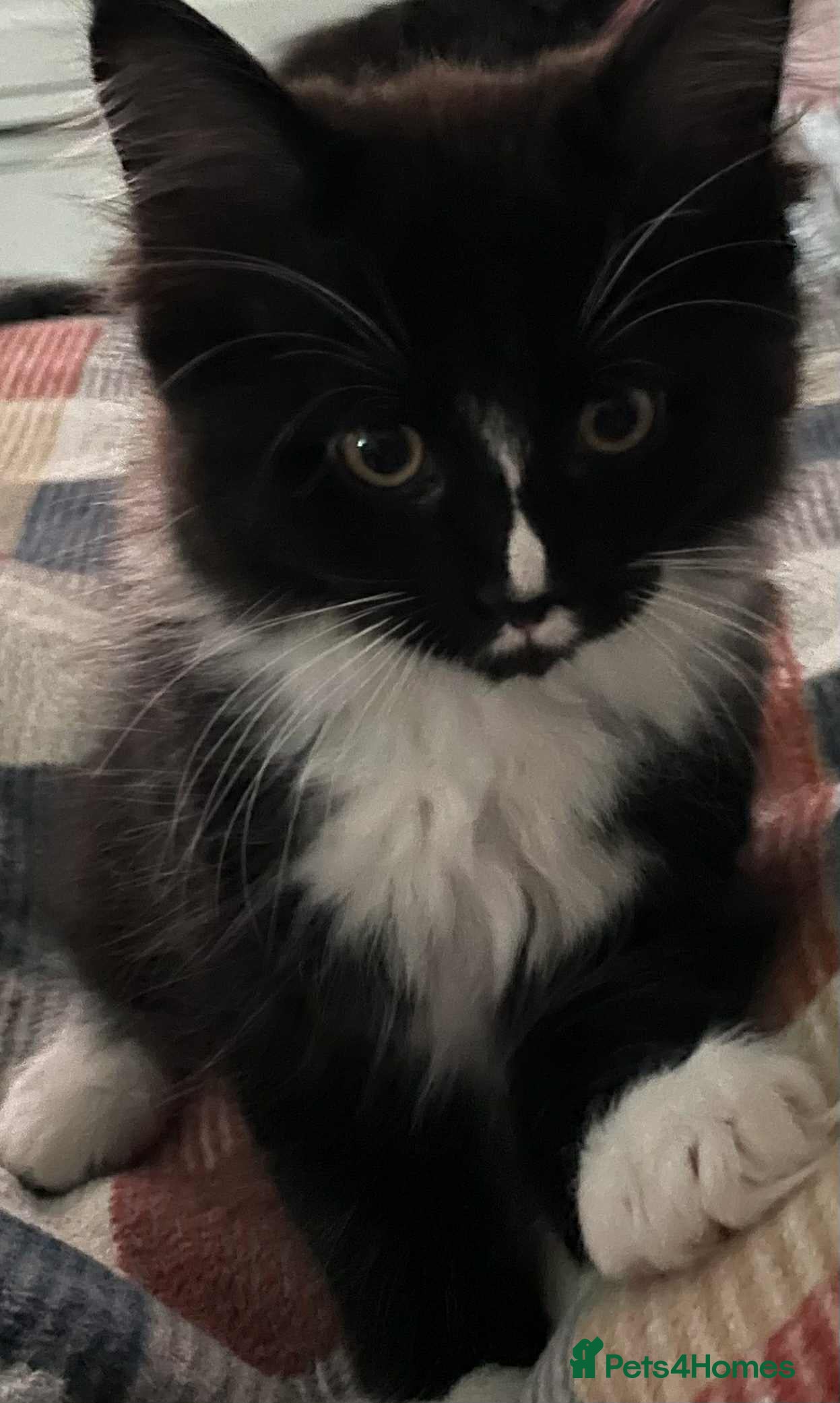 Maine Coon cats Maine Coon X Ragdoll  - Advert 1