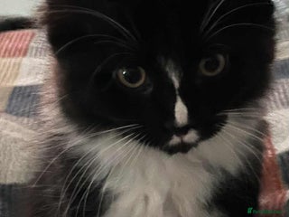 Maine Coon cats Maine Coon X Ragdoll - Advert 1