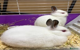 Netherland Dwarf rabbits for sale: Himalayan Netherland Dwarfs 11 weeks old - Image 3